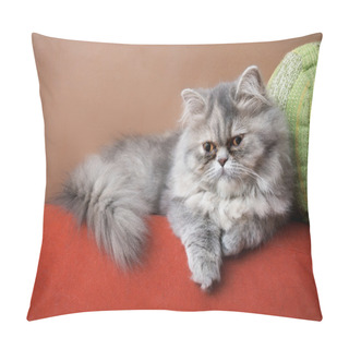 Personality  Persian Cat On The Couch Pillow Covers