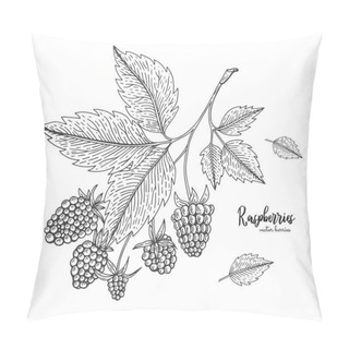 Personality  Hand Drawn Illustration Of Raspberry Isolated On White Background. Berries Engraved Style Illustration. Detailed Vegetarian Food. Applicable For Menu, Flyer, Label, Poster, Print, Packaging. Pillow Covers