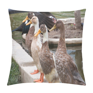 Personality  Ducks Sitting On Line On Pond Wall On Park Pillow Covers