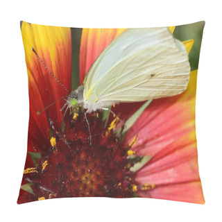 Personality  White Butterfly Leptophobia Aripa On An Orange And Yellow Daisy Pillow Covers
