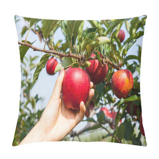Personality  Picking An Apple Pillow Covers
