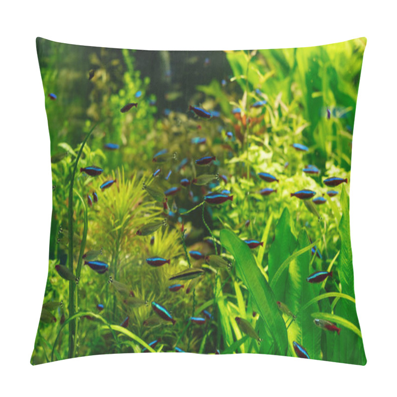 Personality  Small Fishes Swimming Under Water Among Green Seaweed In Aquarium Pillow Covers