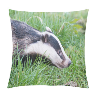 Personality  A Captive Badger In The British Wildlife Centre Pillow Covers