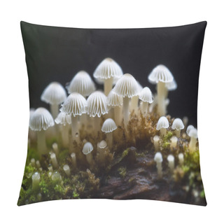 Personality  Cluster Of Beautiful White Forest Mushrooms Growing On A Tree Trunk Pillow Covers