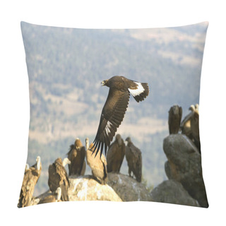 Personality  Adult Male Of Aquila Chrysaetos. Golden Eagle Pillow Covers