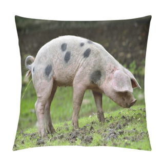 Personality  Sow Of Bayeux Urinating Pillow Covers