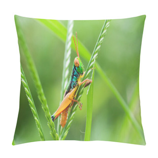 Personality  Grasshopper On A Plant Pillow Covers