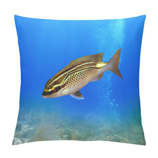Personality  Labroides Dimidiatus Pillow Covers