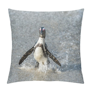 Personality  African Penguin Walk Out Of Ocean Pillow Covers