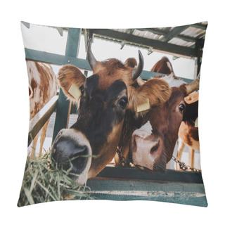 Personality  Brown Domestic Cows Eating Hay In Stall At Farm Pillow Covers