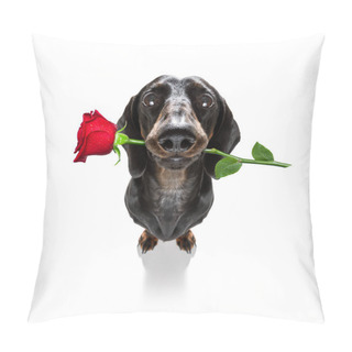 Personality  Dachshund  Sausage Dog  In Love For Happy Valentines Day With  Rose Flower In  Mouth , Isaolated On White Background Petals Flying Around In Air Pillow Covers