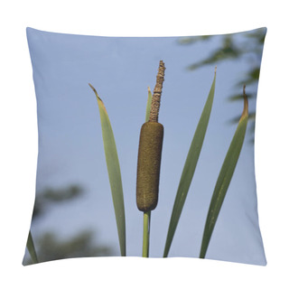 Personality  The Cattail (Typha Latifolia). Pillow Covers