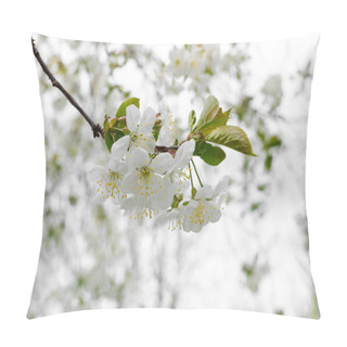 Personality  Natural Background With Soft Focus Of A Blossoming Cherry Tree With White Flowers On A Blurred Background Of Neutral White And Green Bokeh Leaves. Pillow Covers