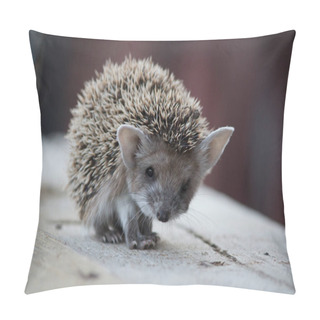 Personality  Hedgehog Close-up Looking Directly Into The Frame Pillow Covers