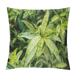 Personality  Japanese Bamboo, Also Known As Dracaena Surculosa, Is An Ornamental Plant That Belongs To The Asparagaceae Family. It Has Leaves That Are Green And Shiny In The Shade And Not Exposed To Sunlight Pillow Covers