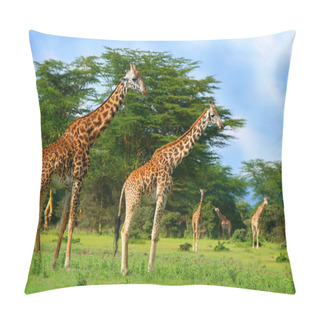 Personality  Family Of Wild Giraffes Pillow Covers