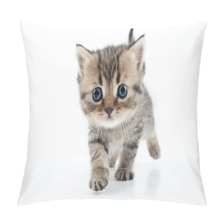 Personality  Small Scottish Straight Kitten Walking Towards Pillow Covers