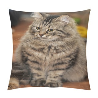Personality  Long Haired Tabby Cat Pillow Covers