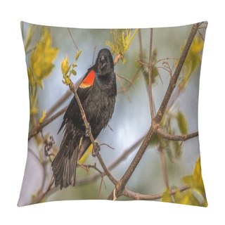 Personality  Red Winged Blackbird Pillow Covers