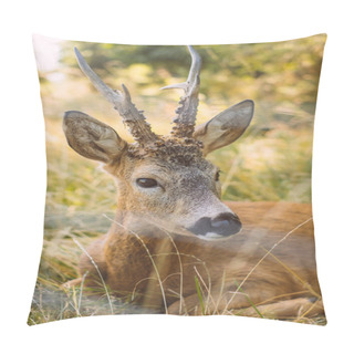 Personality  Beautiful Fallow Deers In The National Park. Pillow Covers