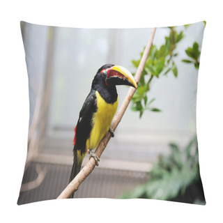 Personality  Black Necked Aracari Sitting On A Branch Pillow Covers