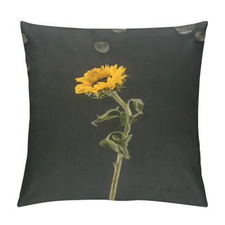 Personality  Beautiful Blooming Sunflower Isolated On Black Pillow Covers