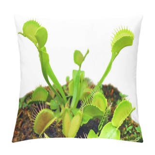 Personality  Venus Fly Trap Pillow Covers