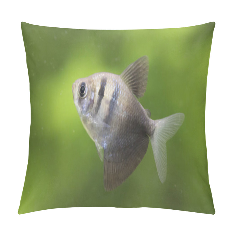 Personality  Gymnocorymbus ternetzi. Tropische Fische schwimmen im Aquarium, the best photo pillow covers