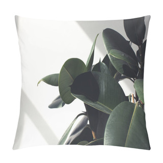 Personality  Ficus Plant With Sunlight Pillow Covers