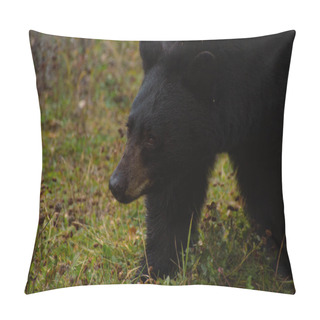 Personality  Brown Bear Eating In The Grass In Banff National Park Pillow Covers
