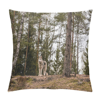 Personality  Malamute Dog In Autumn Forest Pillow Covers