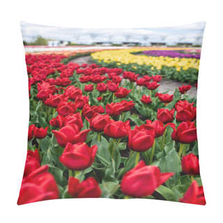 Personality  Selective Focus Of Colorful Tulips Growing In Field Pillow Covers