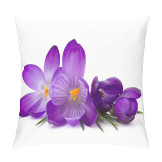 Personality  Crocus - One Of The First Spring Flowers On White Background Pillow Covers