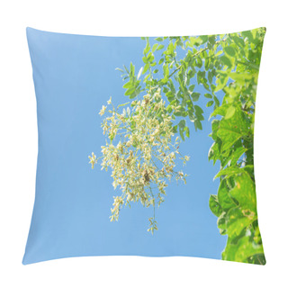 Personality  Blooming Sophora Japonica Flower On Tree Close-up Under Blue Sky In Vietnam Pillow Covers
