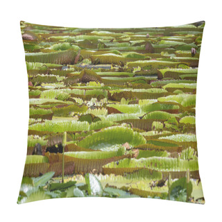 Personality  World Famous Pond With Giant Water Lilies In The Botanical Garden Of Pampelmousses, Mauritius Island Pillow Covers