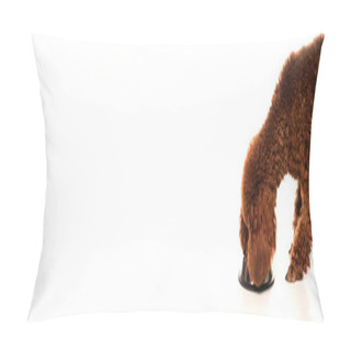 Personality  Brown Poodle Eating Pet Food From Metallic Bowl On White, Banner Pillow Covers