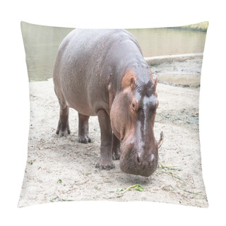 Personality  Hippopotamus Stock Photo Pillow Covers