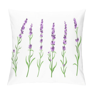 Personality  Vector Illustration Set Of Lavender Flowers Elements. Botanical Illustrations Of Lavender Branches In Design Element For Decorating, Greeting Cards, Postcards. Flat Cartoon Design. Pillow Covers