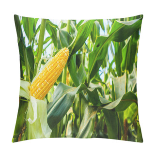 Personality  Corn Cob With Green Leaves Growth In Agriculture Field Outdoor Pillow Covers