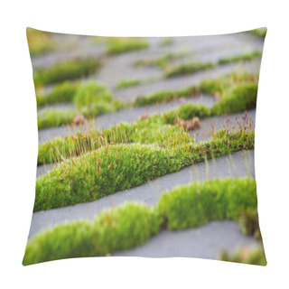 Personality  Close Up Of Green Moss On City Pavement Pillow Covers
