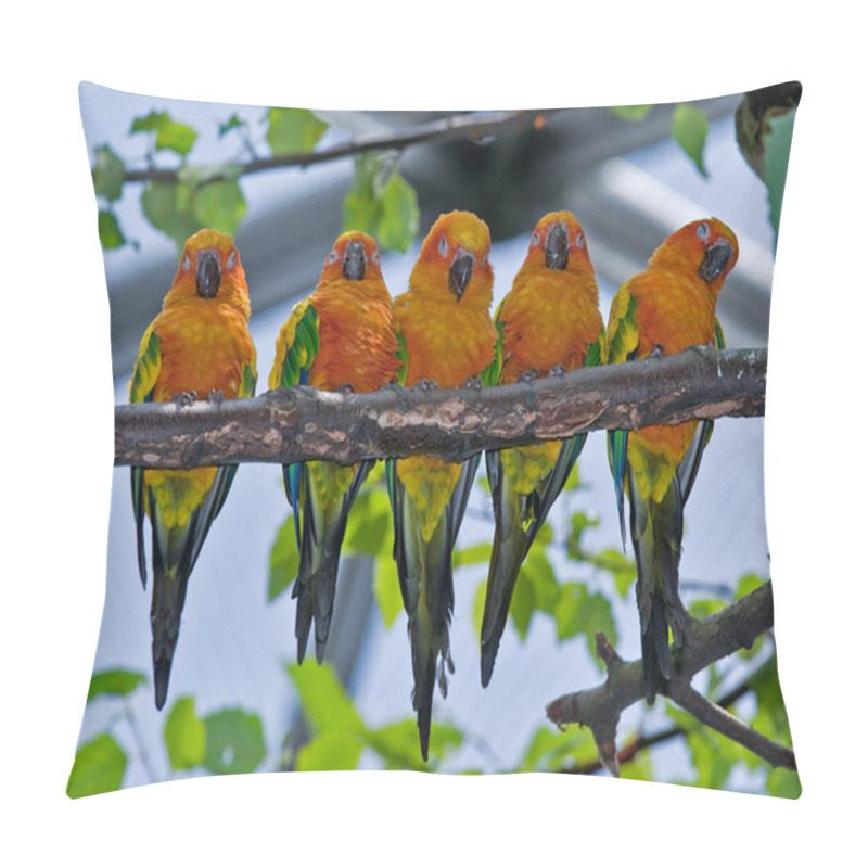 Personality  Five Colorful Parrots pillow covers