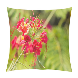 Personality  Beautiful Tropical Flame Tree Flowers Pillow Covers