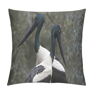 Personality  The Male And Female Blacked Necked Storks Have Different Colored Pillow Covers