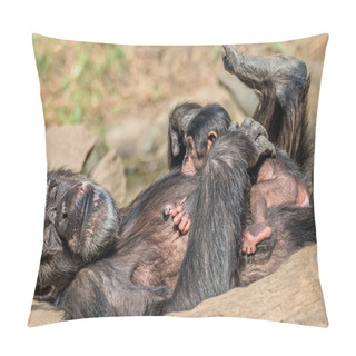 Personality  Portrait Of Mother Chimpanzee With Her Funny Small Baby, Extreme Closeup Pillow Covers
