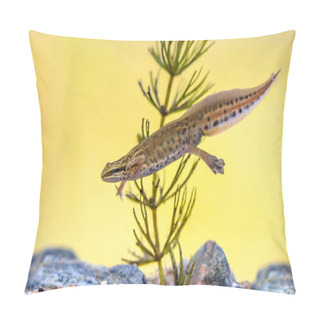 Personality  Palmate Newt (Lissotriton Helveticus) Colorful Aquatic Amphibian Male Swimming In Freshwater Habitat Of Pond. Underwater Wildlife Scene Of Animal In Nature Of Europe. Netherlands. Pillow Covers