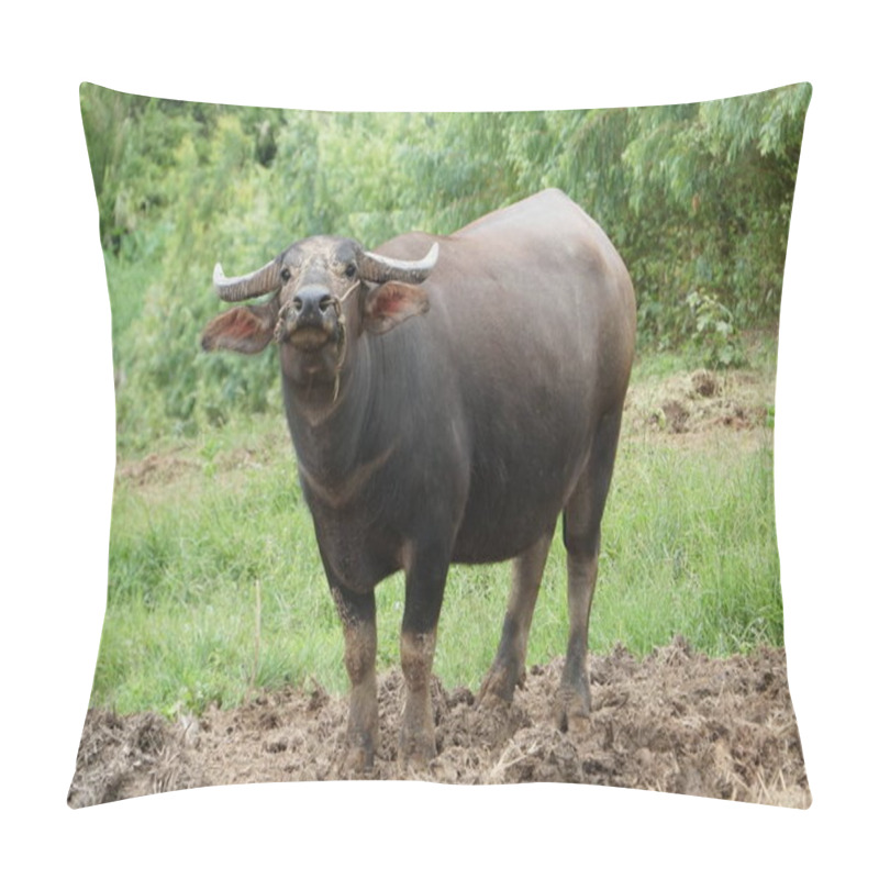 Personality  Scenic Shot Of Asian Cow Grazing On Nature Pillow Covers