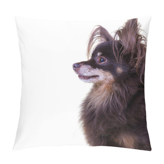 Personality  Close-up Portrait Of Old Pedigree Dog Long-haired Toy Terrier On Pillow Covers