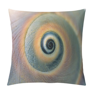 Personality  Detailed Macro Shot Of The Pattern And Multiple Colors Of The Moon Snail Shell Pillow Covers
