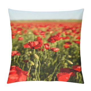 Personality  Wild Red Poppy Flowers Field In Bloom  Pillow Covers