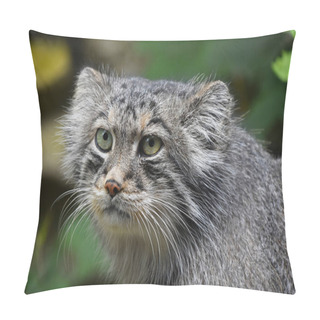 Personality  Close Up Portrait Of Manul Pallas Cat Pillow Covers